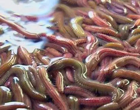 吃瓜吃到虫恶心,揭秘瓜果安全卫生问题