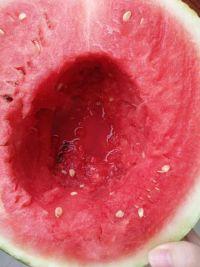 吃瓜养乐多,夏日消暑新风尚
